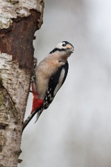 D7C 5525 Grote Bonte Specht